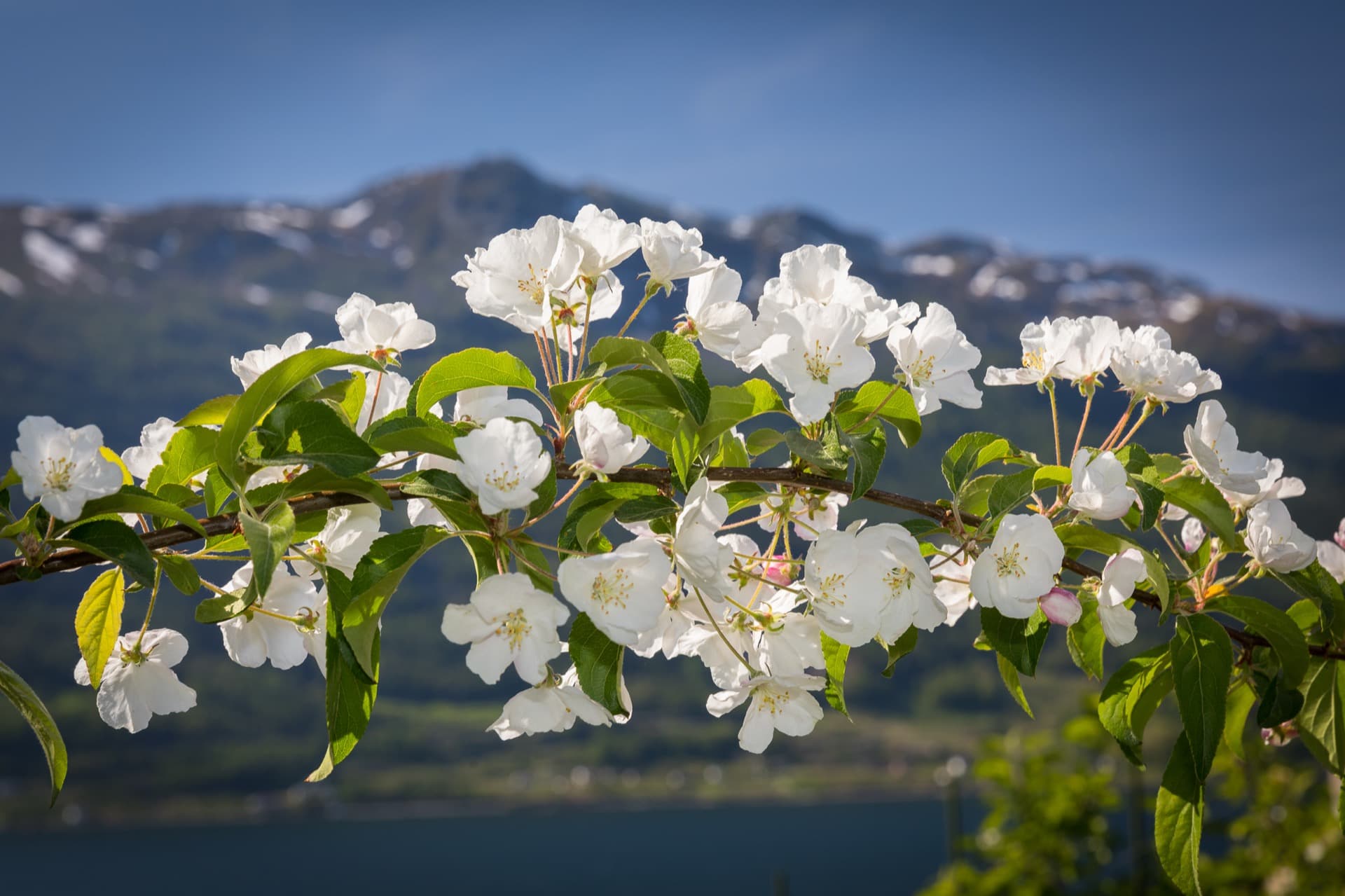 Obstblüte in Lofthus, Hardanger im Mai